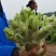 儿菜