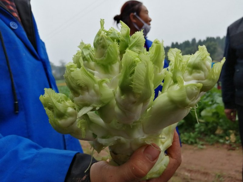 儿菜