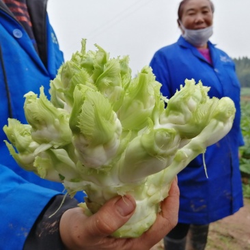 儿菜