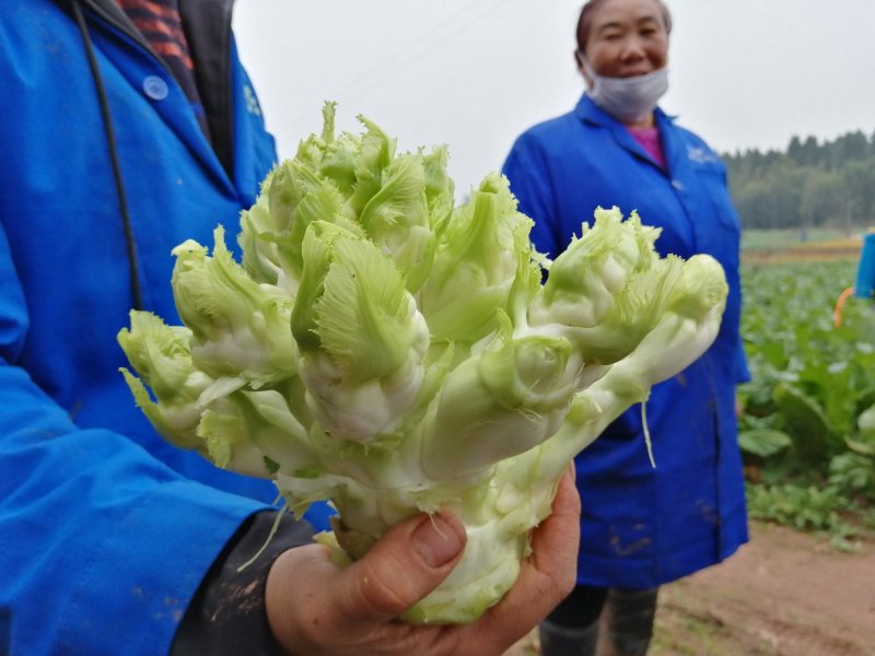 儿菜
