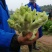 儿菜