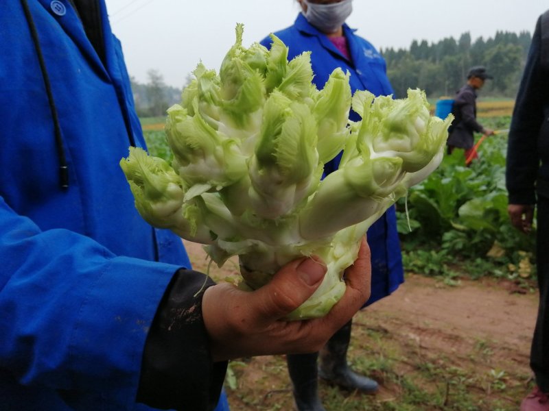 儿菜