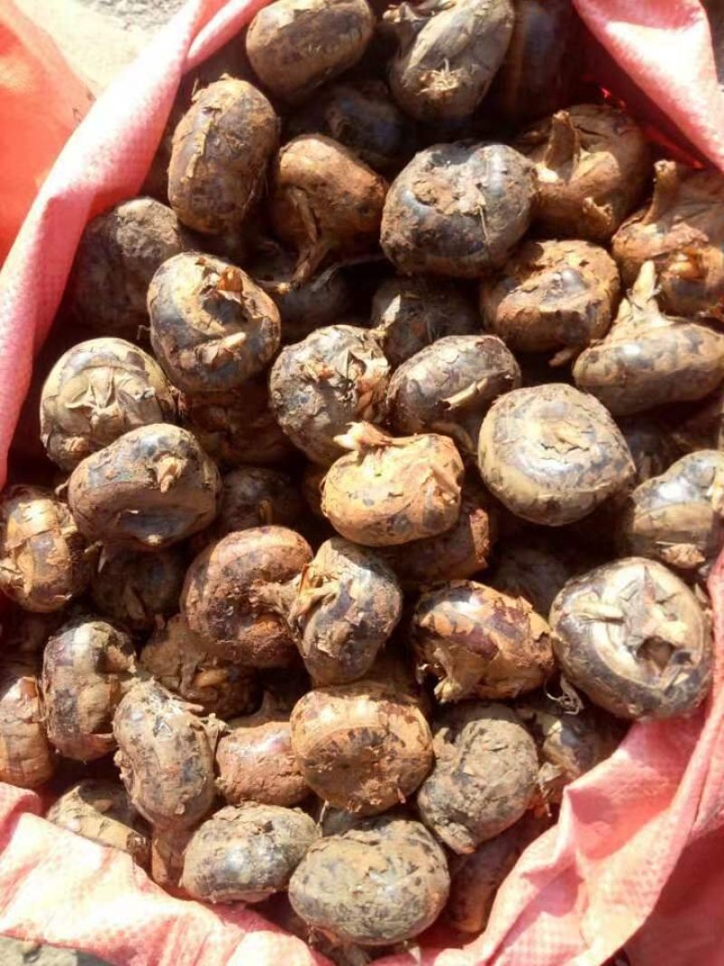 马蹄，珍珠马蹄