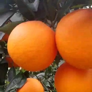湖北脐橙，橙子，秭归脐橙，果大皮肤光滑口感好