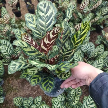 孔雀竹芋室内桌面盆栽绿植
