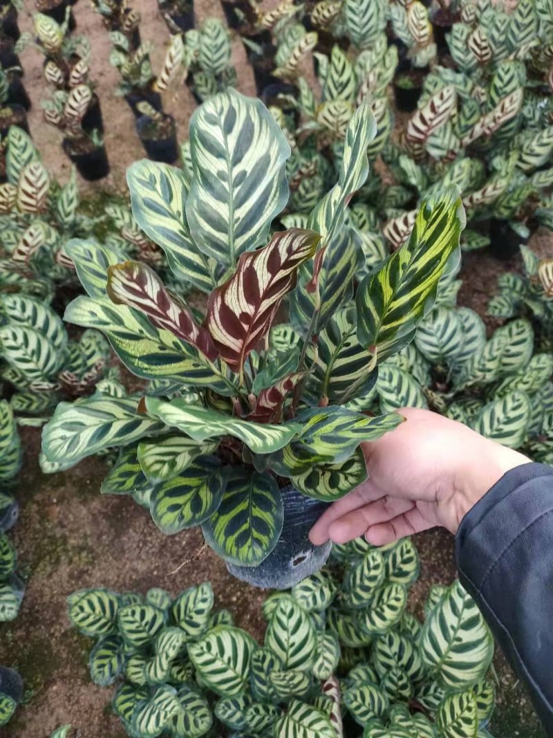 孔雀竹芋室内桌面盆栽绿植