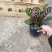 孔雀竹芋室内桌面盆栽绿植