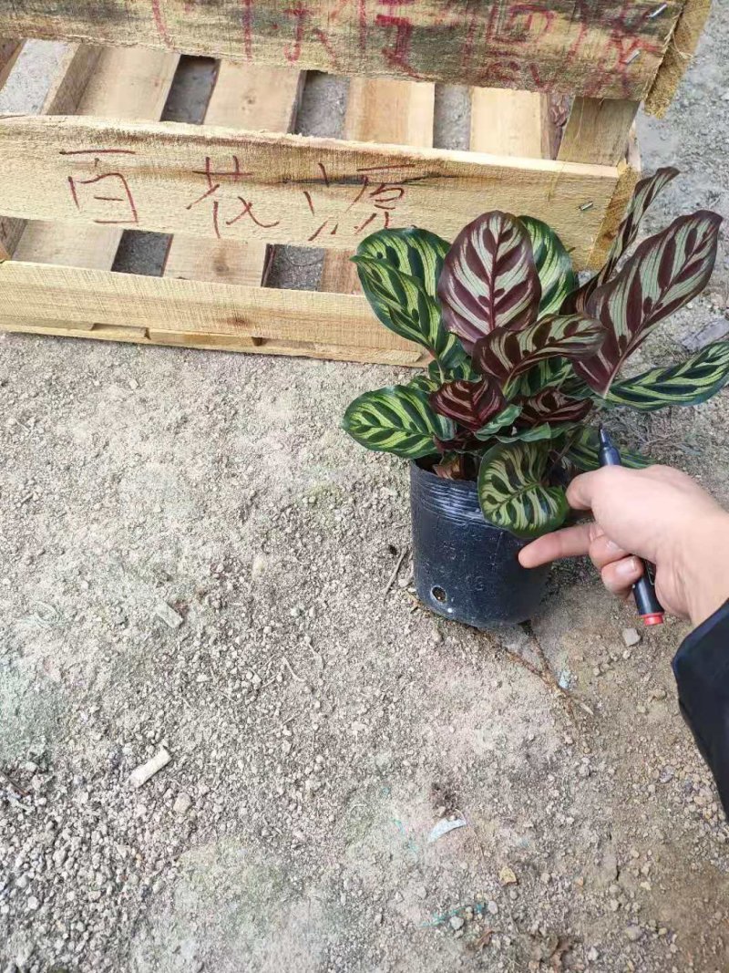 孔雀竹芋室内桌面盆栽绿植