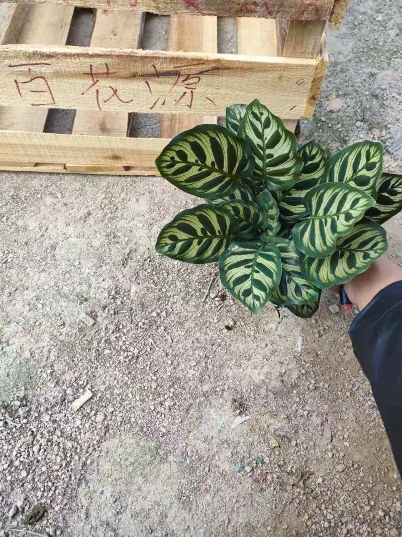 孔雀竹芋室内桌面盆栽绿植