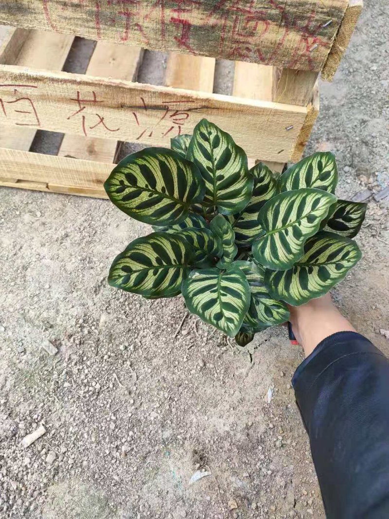 孔雀竹芋室内桌面盆栽绿植