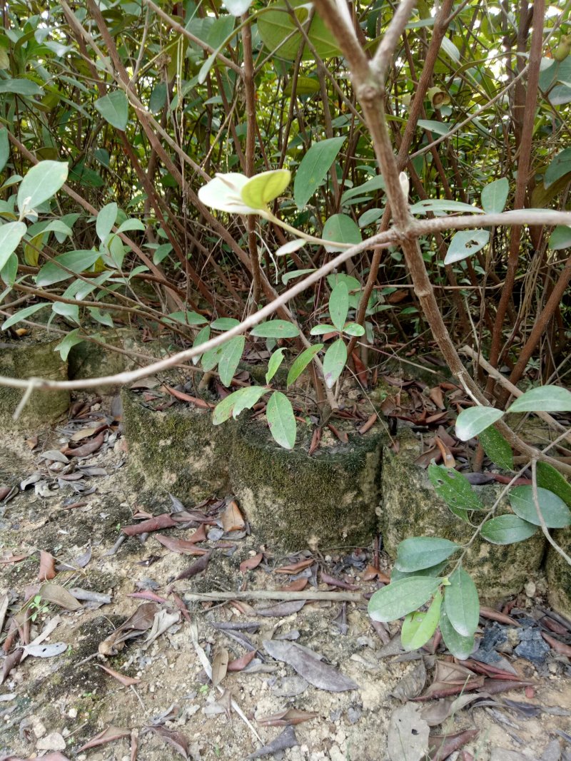 桃金娘苗岗稔苗稔子树三四年苗，树上带花果！