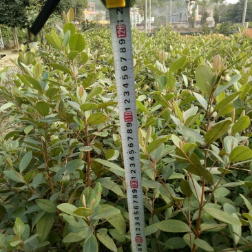 桃金娘苗岗稔苗稔子树三四年苗，树上带花果！