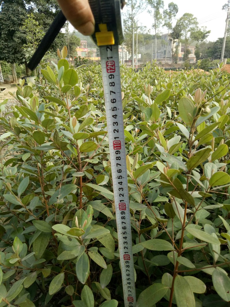 桃金娘苗岗稔苗稔子树三四年苗，树上带花果！