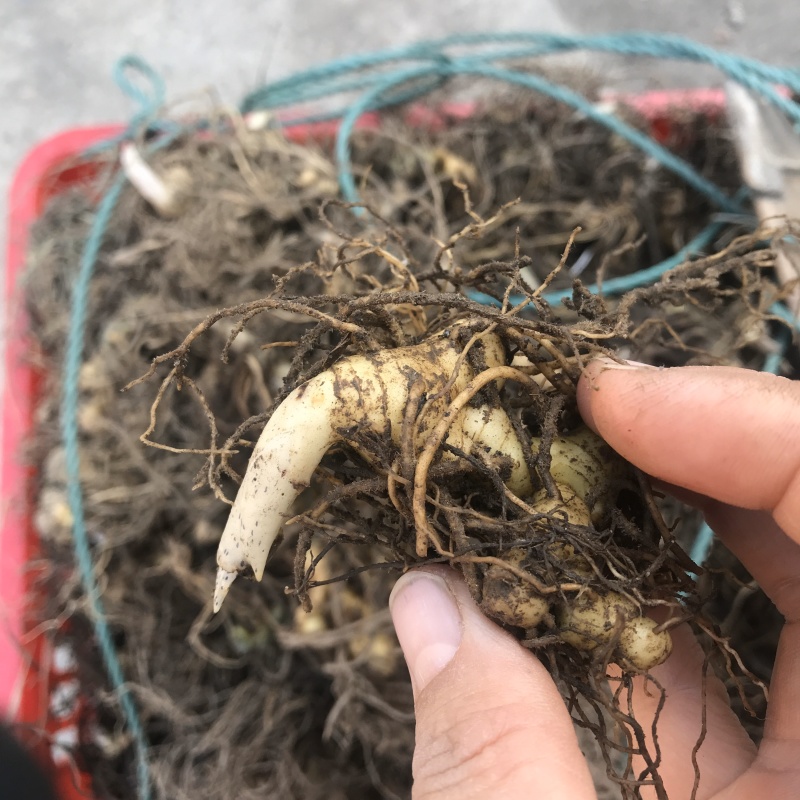 黄斤芽出售