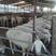 厂家直售纯种小尾寒羊，种羊，孕羊，质量好，包送货
