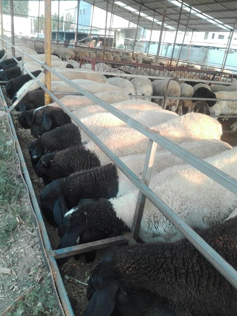 厂家直售纯种小尾寒羊，种羊，孕羊，质量好，包送货