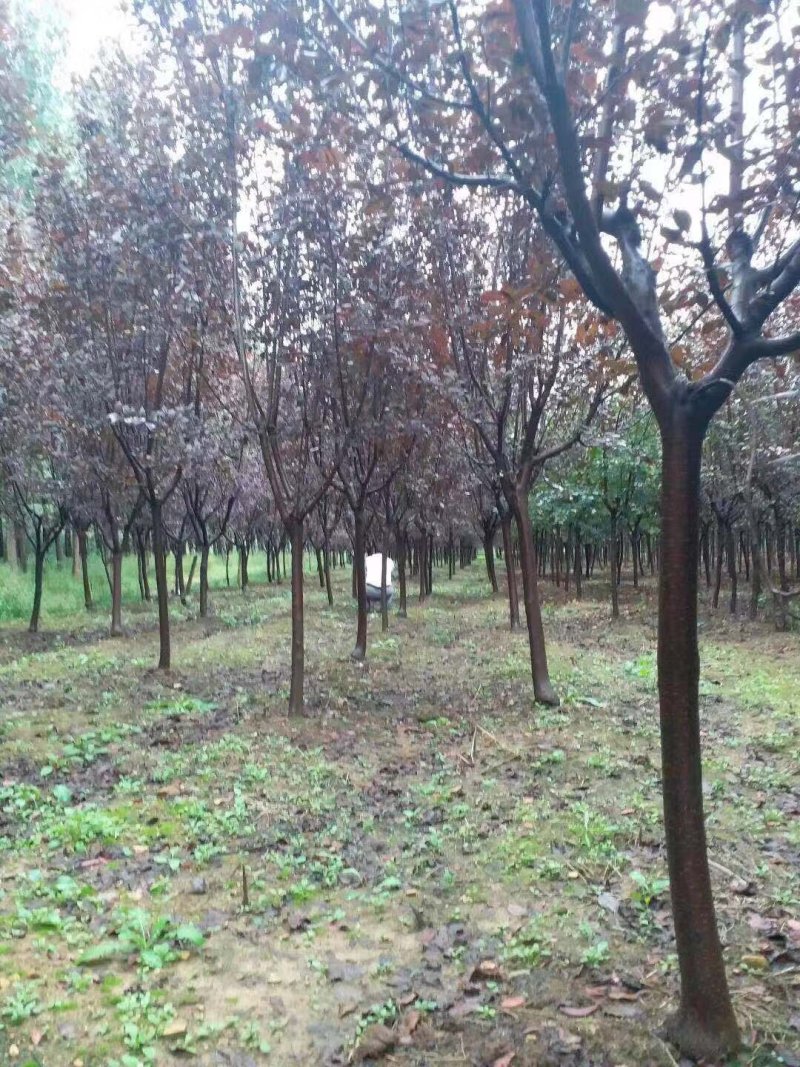 一手货源紫叶李，红叶李苗圃直销量大从优，