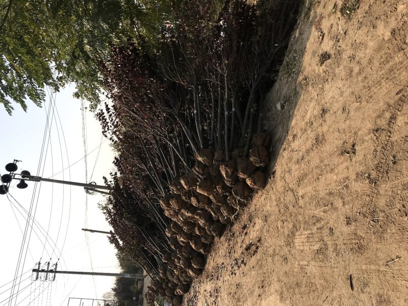 一手货源紫叶李，红叶李苗圃直销量大从优，