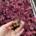 竹芋玫瑰红穴盘苗72孔组培苗基地直销耐摆放植物