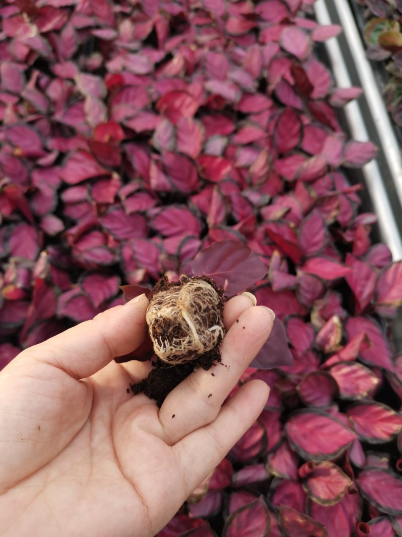 竹芋玫瑰红穴盘苗72孔组培苗基地直销耐摆放植物