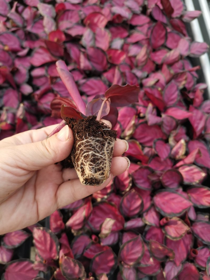 竹芋玫瑰红穴盘苗72孔组培苗基地直销耐摆放植物