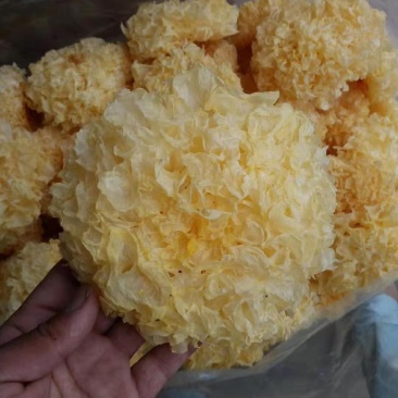 银耳干银耳，古田银耳，银耳，产地直销，欢迎选购。