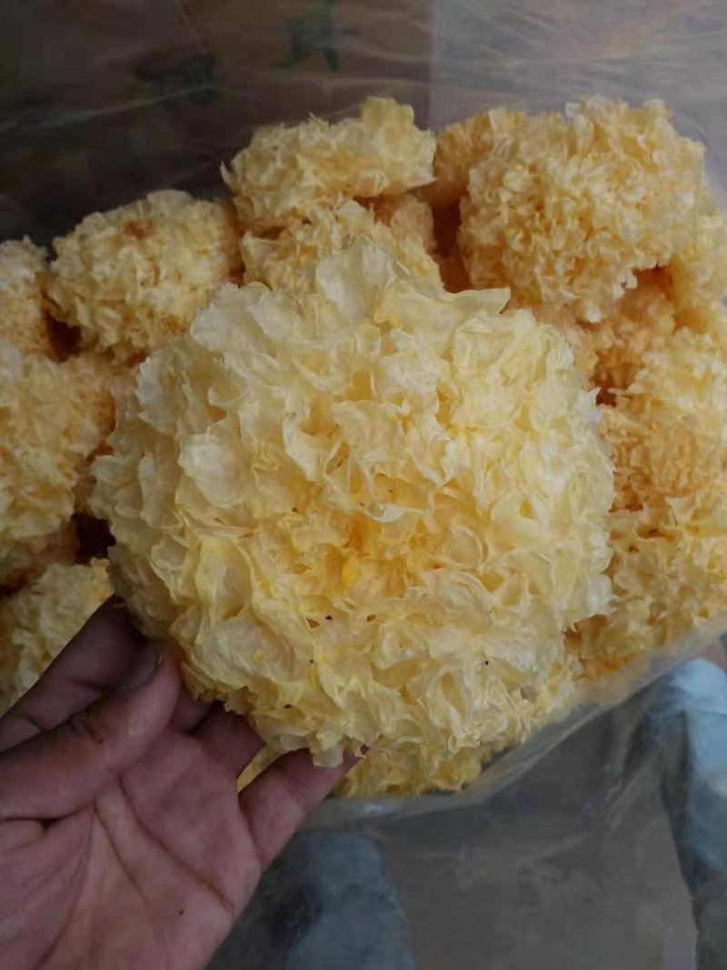 银耳干银耳，古田银耳，银耳，产地直销，欢迎选购。