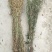 一枝黄花