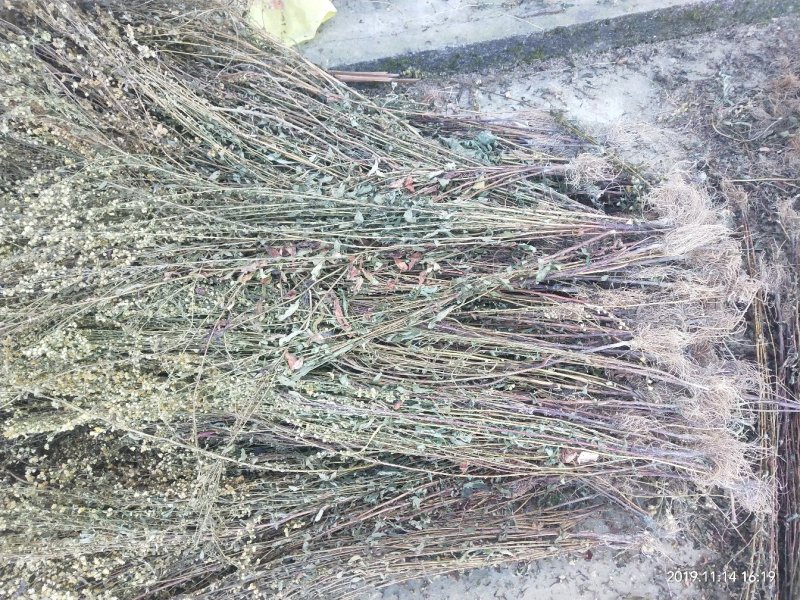 一枝黄花