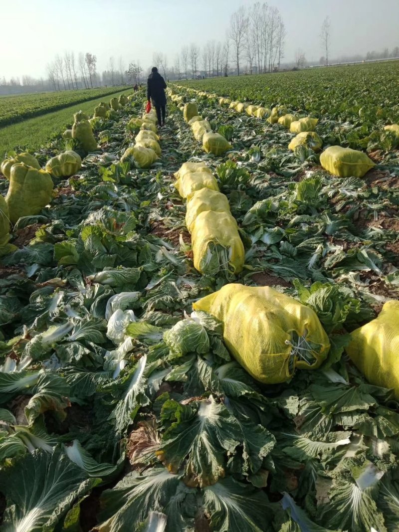 青杂三号白菜产地直发