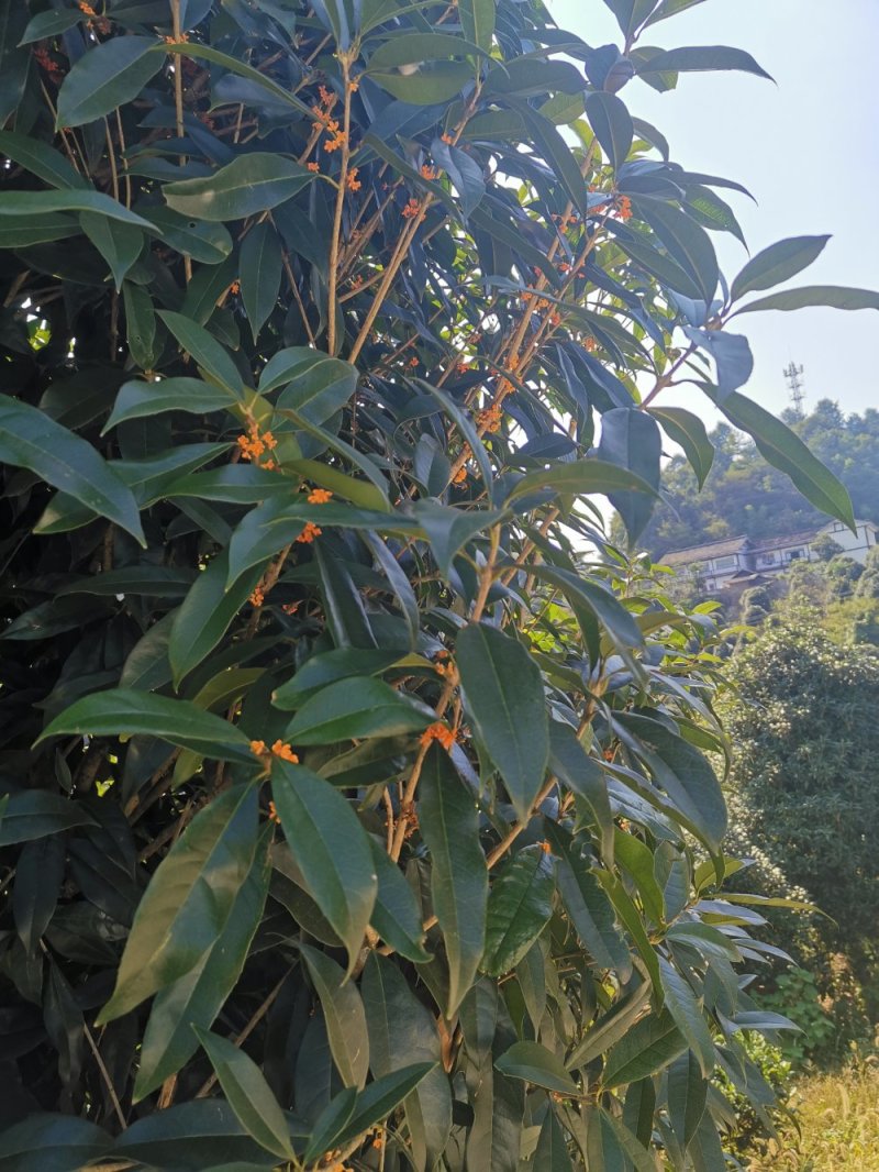 桂花