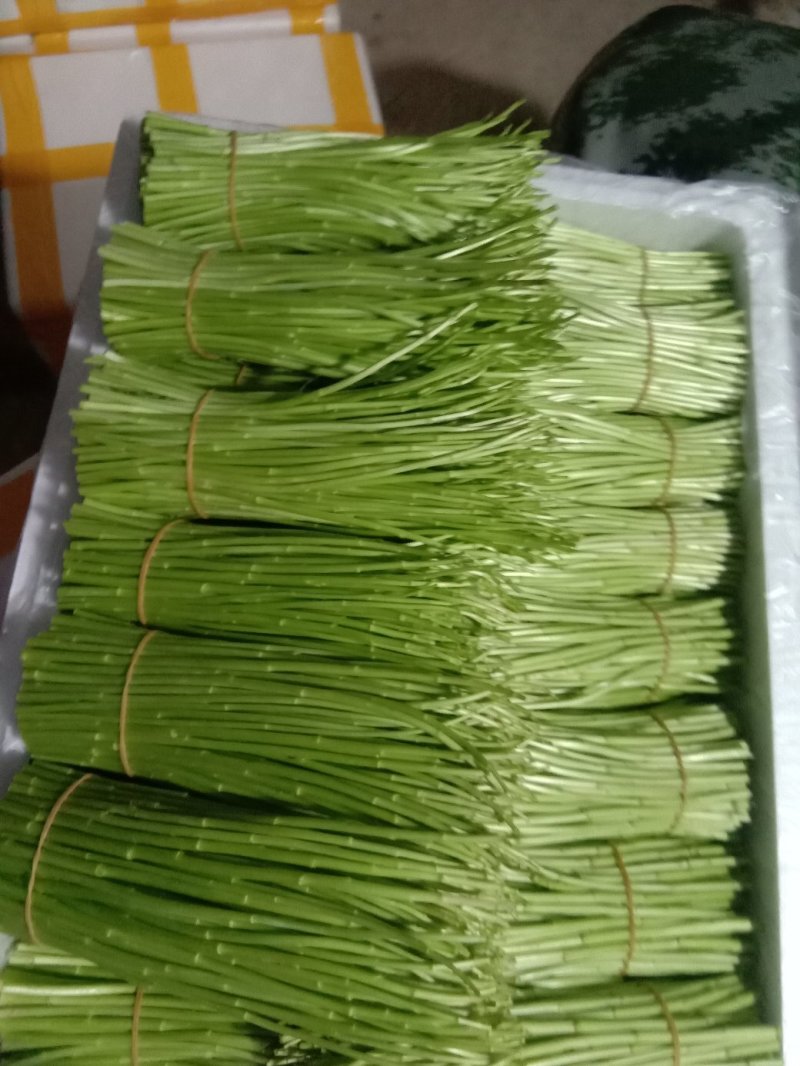 云南芦蒿