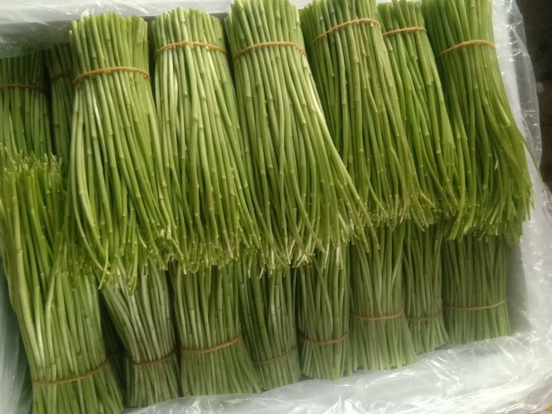 云南芦蒿