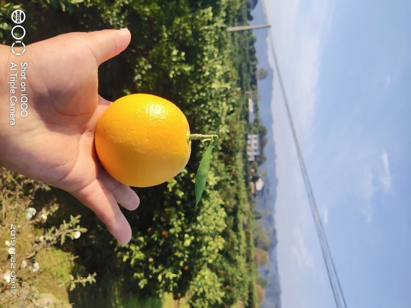 ，石门冰糖橙，产地直发，一手货源（加蜜11月初上市）