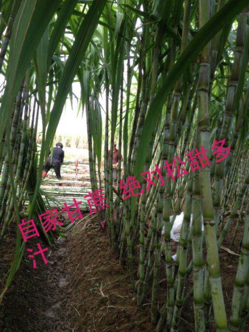 正中陶山甘蔗上市啦
