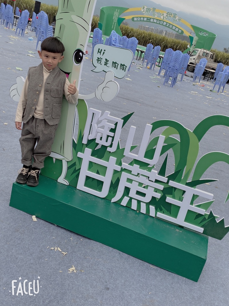 正中陶山甘蔗上市啦