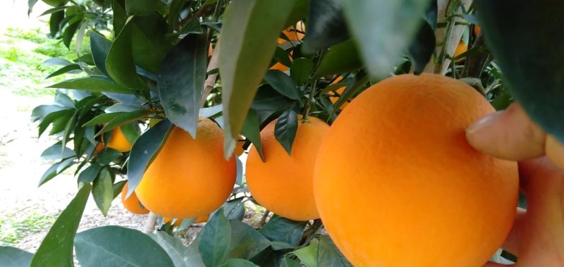 石门纽荷脐橙，可视频看货，产地直发，一手货源