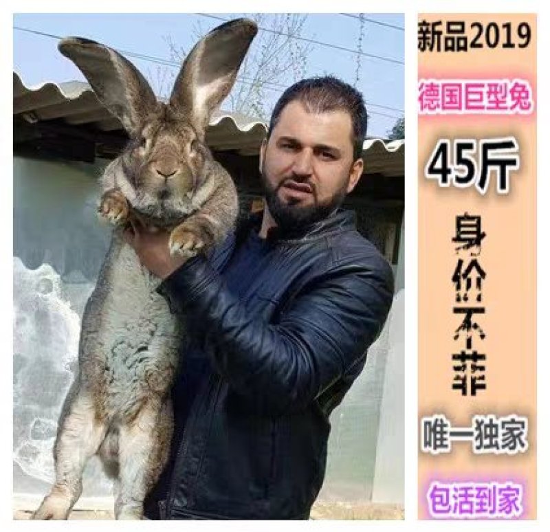 兔子活体大型肉兔德国巨兔大流士兔可长45斤