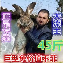 兔子活体大型肉兔德国巨兔大流士兔可长45斤