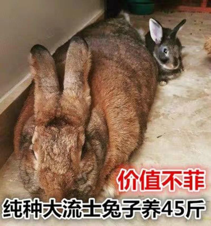 兔子活体大型肉兔德国巨兔大流士兔可长45斤