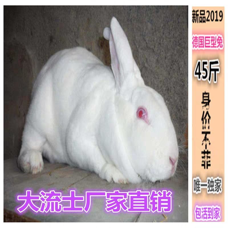 兔子活体大型肉兔德国巨兔大流士兔可长45斤