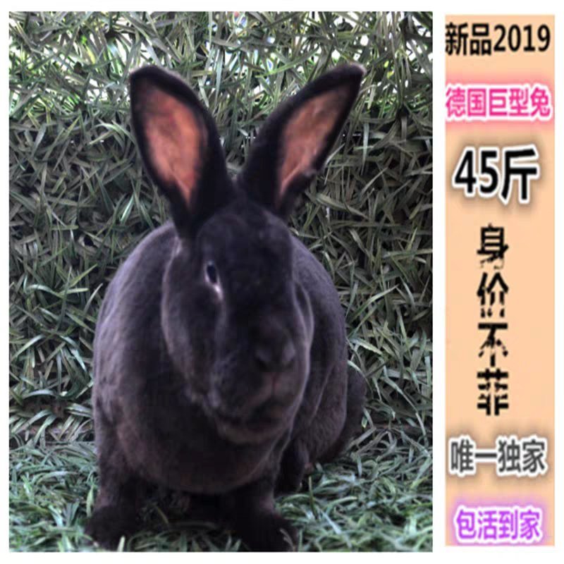 兔子活体大型肉兔德国巨兔大流士兔可长45斤