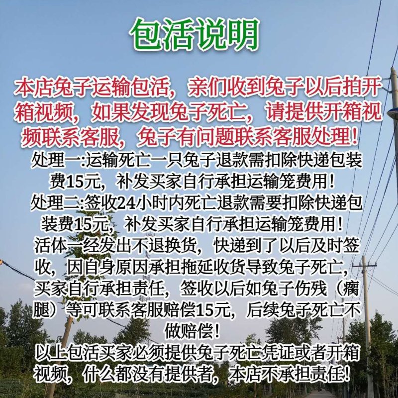 兔子活体大型肉兔德国巨兔大流士兔可长45斤