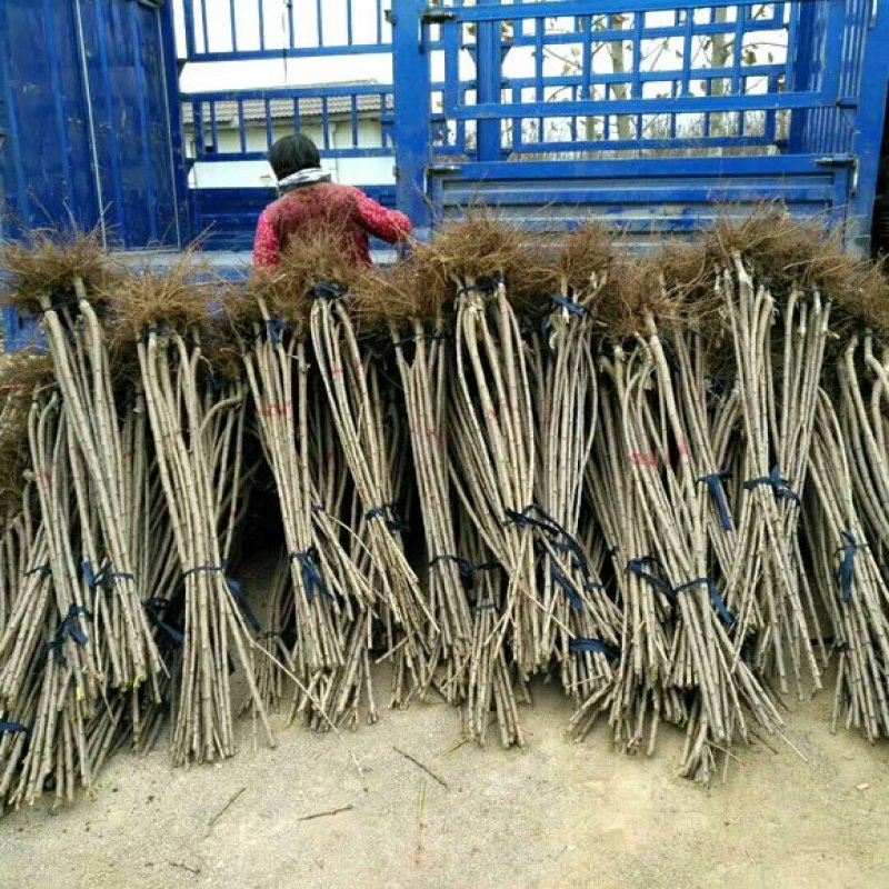 纳雍玛瑙红樱桃苗包成活苗基地直供