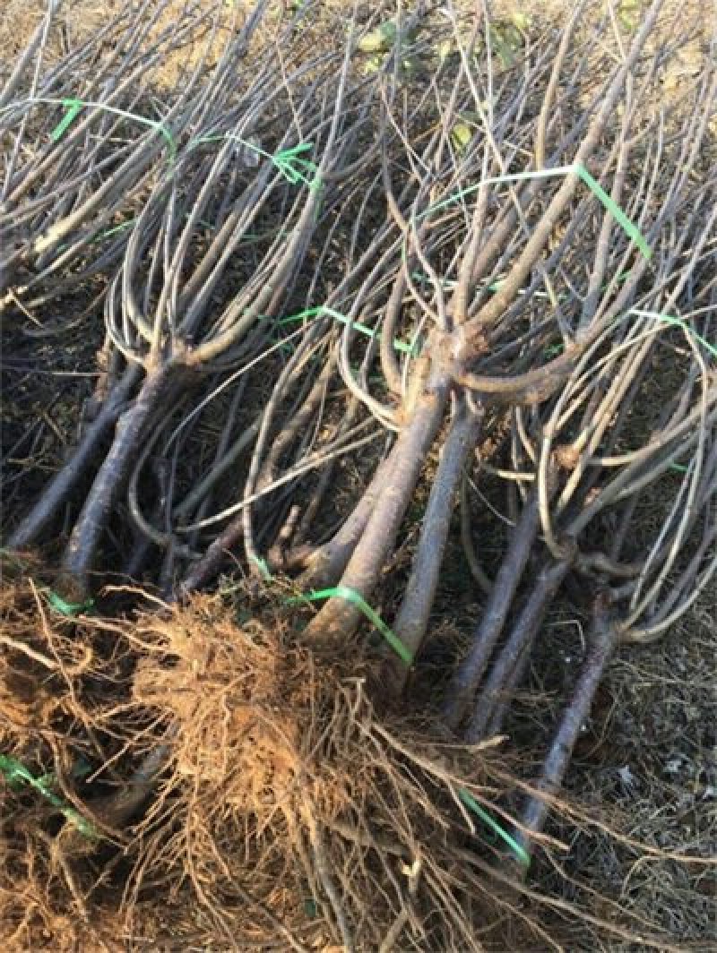 纳雍玛瑙红樱桃苗包成活苗基地直供