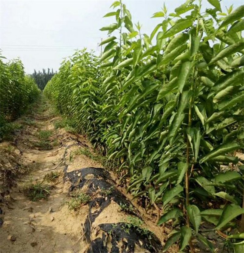 纳雍玛瑙红樱桃苗包成活苗基地直供