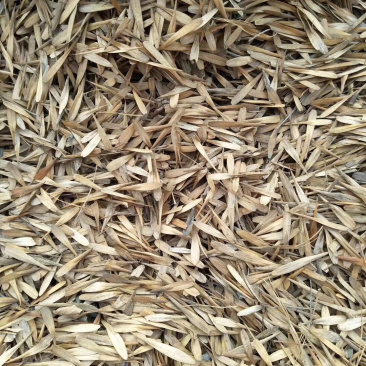 白蜡种子