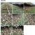 白玉蜗牛养殖基地，大量提供货源，品质保证
