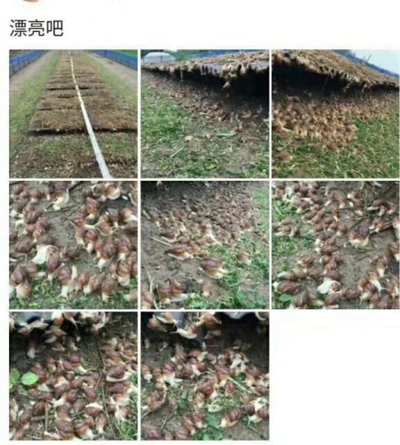 白玉蜗牛养殖基地，大量提供货源，品质保证
