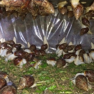 白玉蜗牛养殖基地，大量提供货源，品质保证
